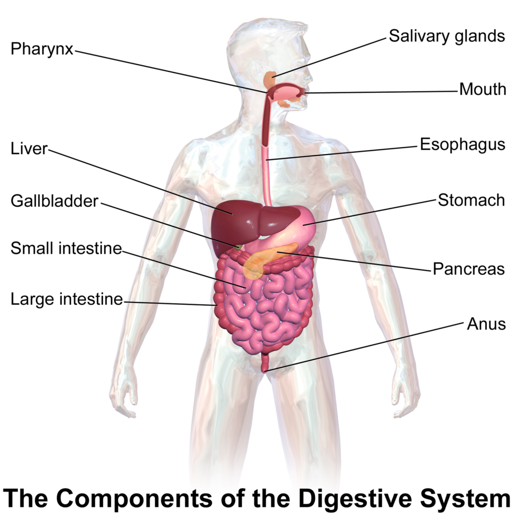 Effective Digestive Disorder Treatment in Indore